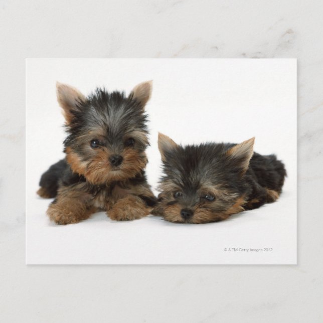 Yorkshire Terrier Postcard (Front)