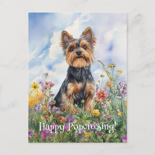 Yorkshire Terrier Postcrossing - Postcard (Front)