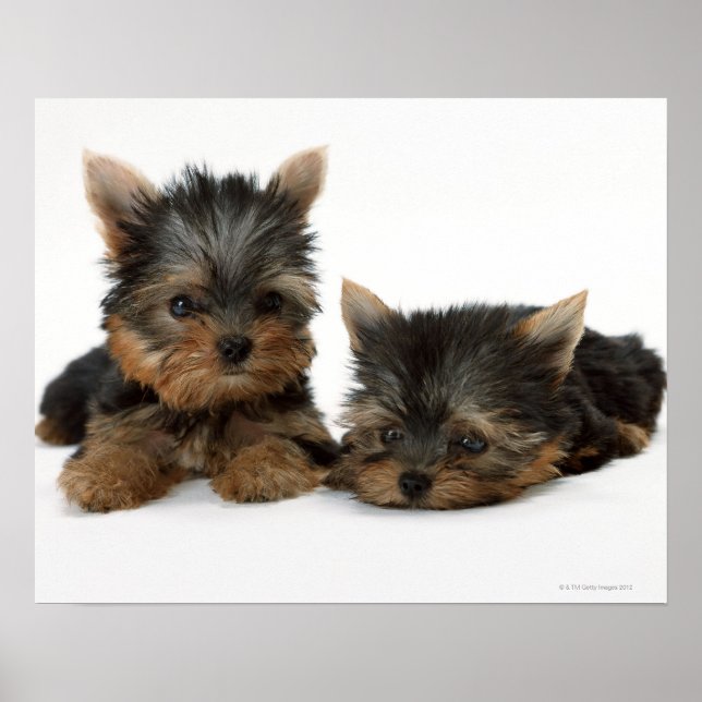 Yorkshire Terrier Poster (Front)