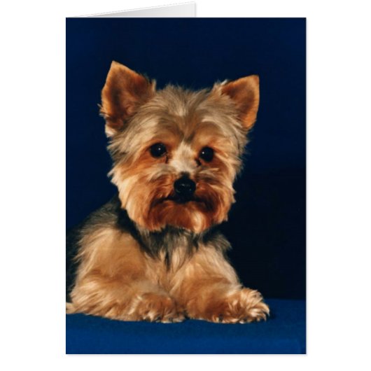 Yorkshire Terrier Puppy (Front)
