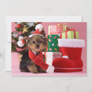 Yorkshire Terrier Puppy and Christmas Holiday Card