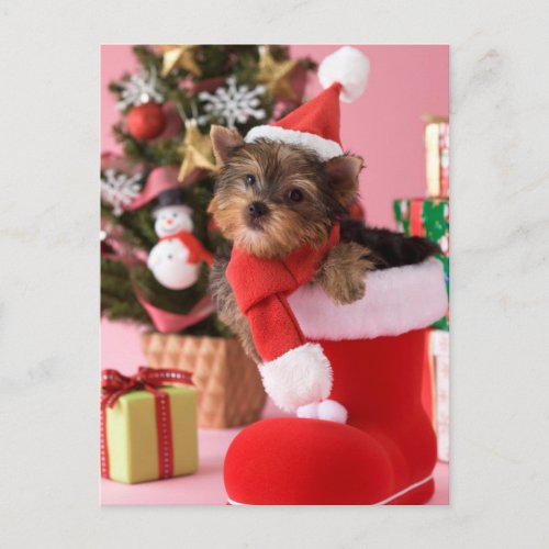 Yorkshire Terrier Puppy and Christmas Holiday Postcard