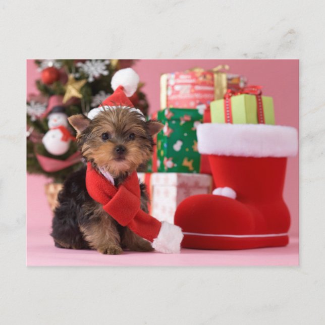 Yorkshire Terrier Puppy and Christmas Holiday Postcard (Front)