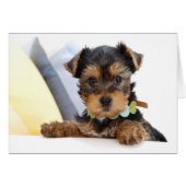 Yorkshire Terrier Puppy Dog Blank Card (Front Horizontal)