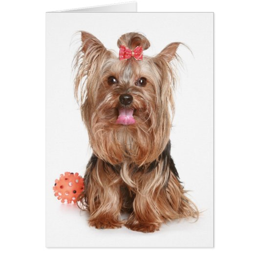 Yorkshire Terrier Puppy Dog Blank Card (Front)