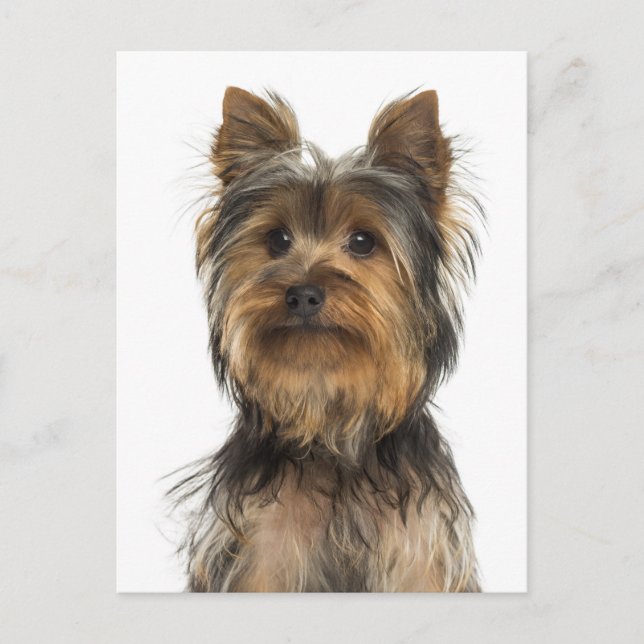 Yorkshire Terrier Puppy Dog Blank Post Card (Front)