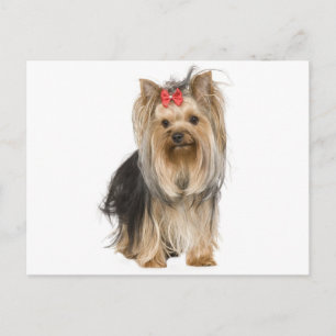 Yorkshire Terrier Puppy Dog Blank Postcard
