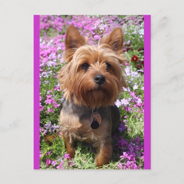 Yorkshire Terrier Puppy Dog Blank Purple Postcard (Front)