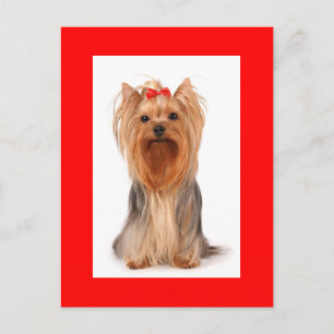 Yorkshire Terrier Puppy Dog Blank Red Postcard