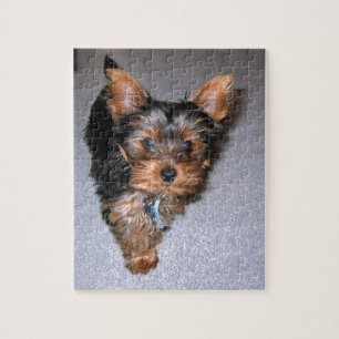 yorkshire terrier puppy jigsaw puzzle