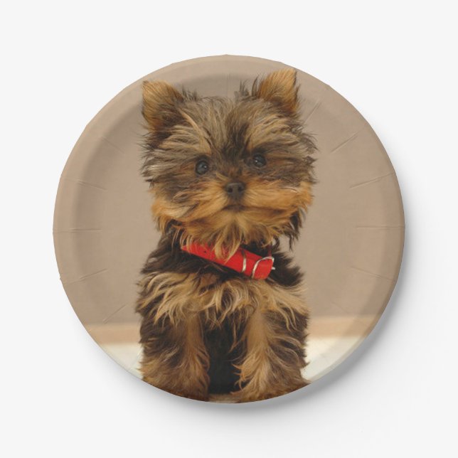 Yorkshire Terrier Puppy Paper Plates (Front)