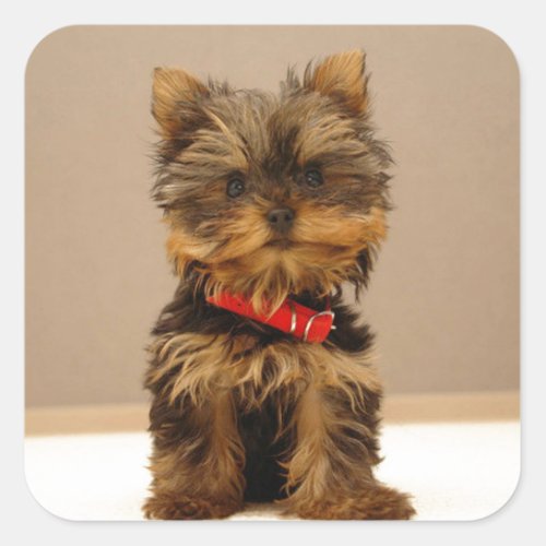 Yorkshire Terrier Puppy Square Sticker