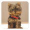 Yorkshire Terrier Puppy
