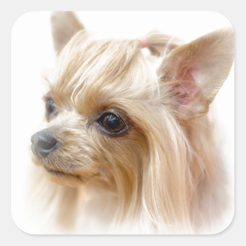 Yorkshire Terrier Puppy Square Sticker