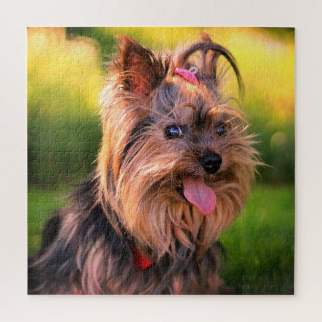 yorkie puzzles