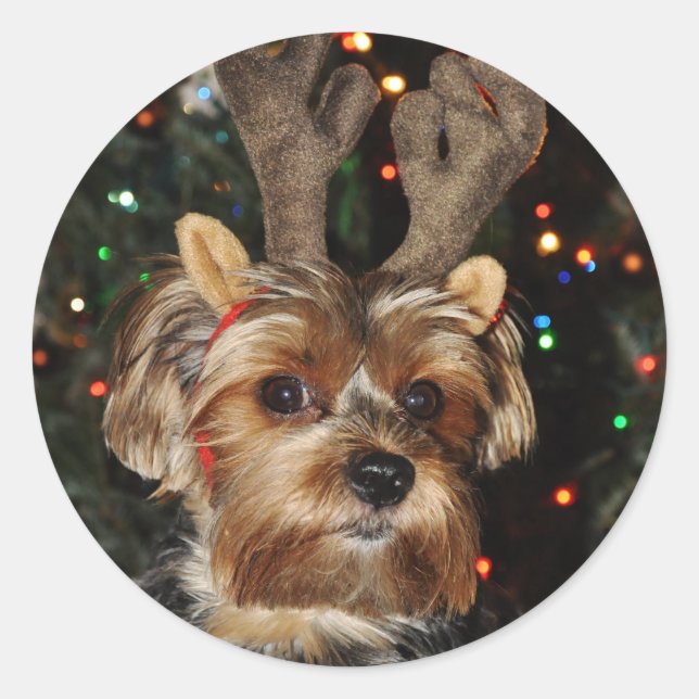 Yorkshire Terrier Round Sticker (Front)
