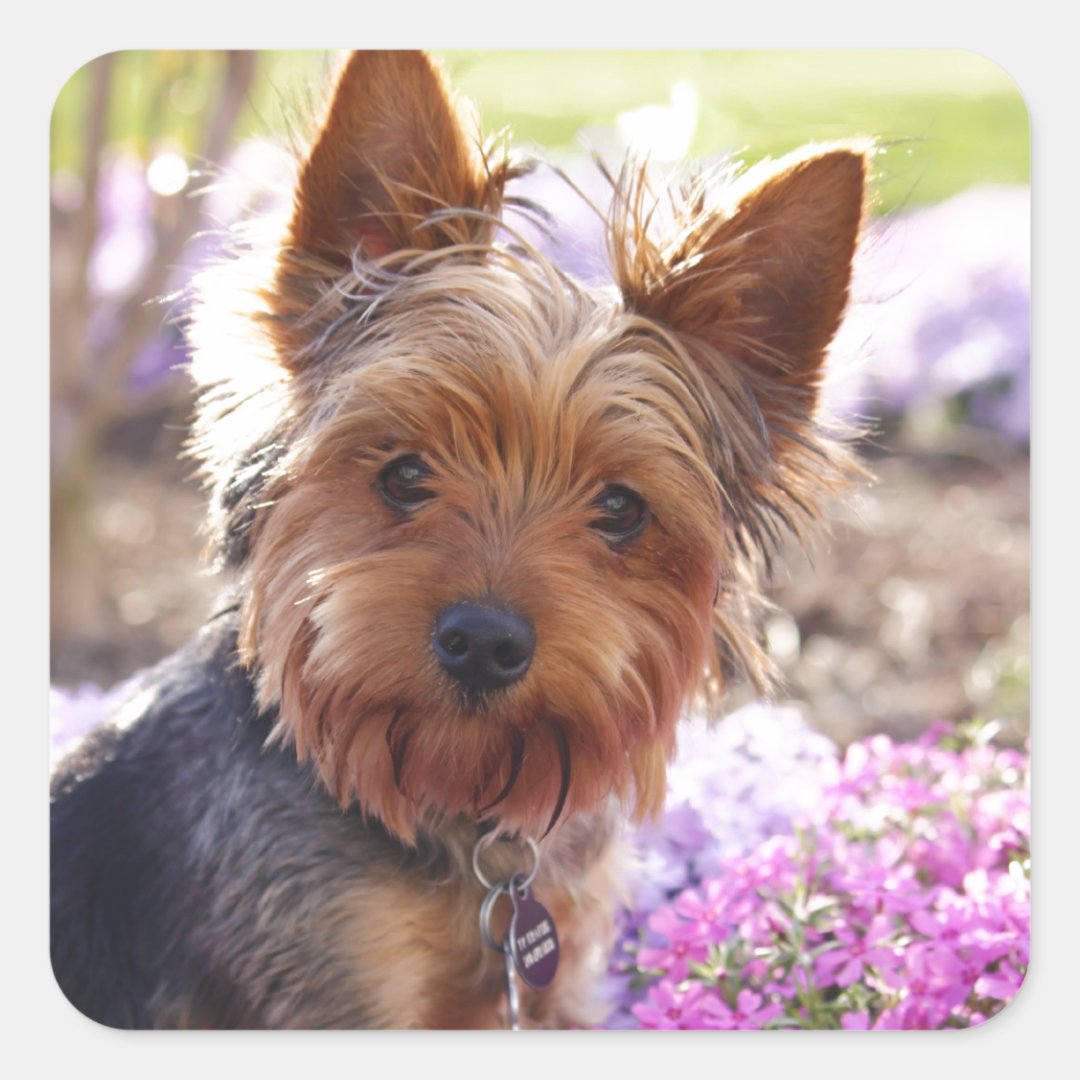 Yorkshire Terrier Square Sticker Zazzle