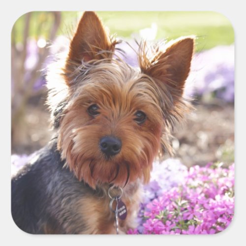 Yorkshire Terrier Square Sticker