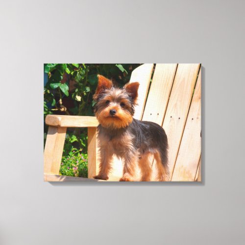 Yorkshire Terrier standing on wooden chair Canvas Print