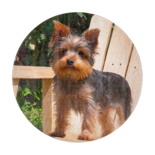 Yorkshire Terrier standing on wooden chair Cutting Board