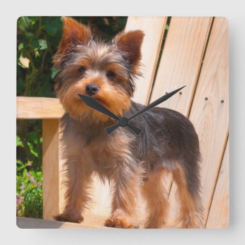 Yorkshire Terrier standing on wooden chair Square Wall Clock