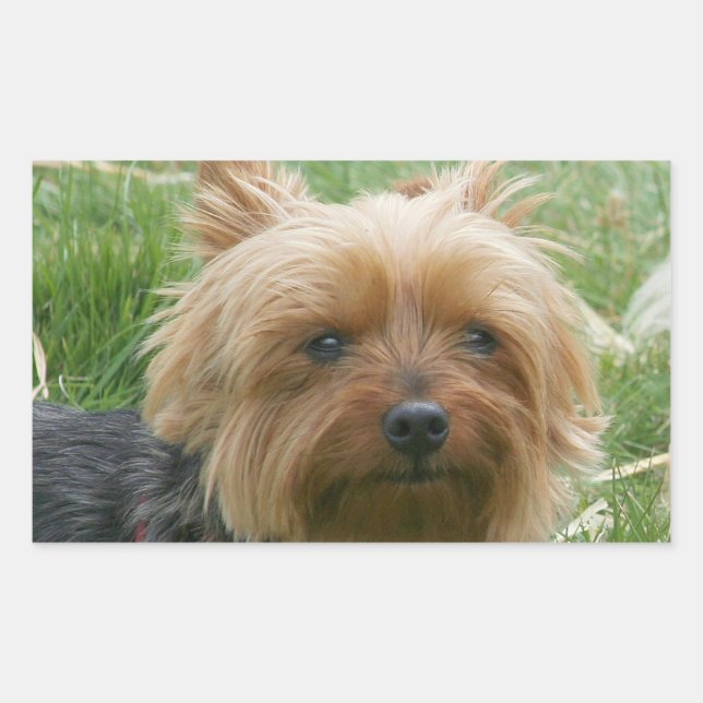 Yorkshire Terrier Stickers (Front)