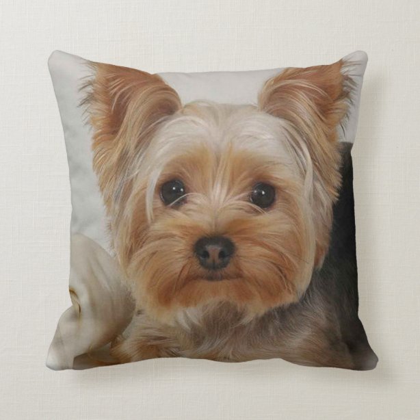 yorkie pillow