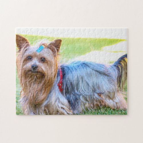 Yorkshire Terrier Yorkie Breed Dog Puppy Jigsaw Puzzle