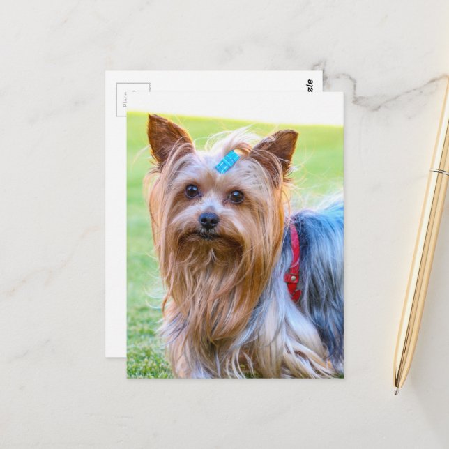 Yorkshire Terrier Yorkie Favourite Breed Postcard (Front/Back In Situ)