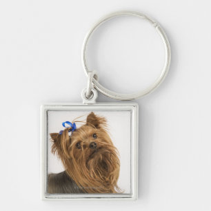 Yorkshire Terrier / Yorkie. Lively breed of Keychain