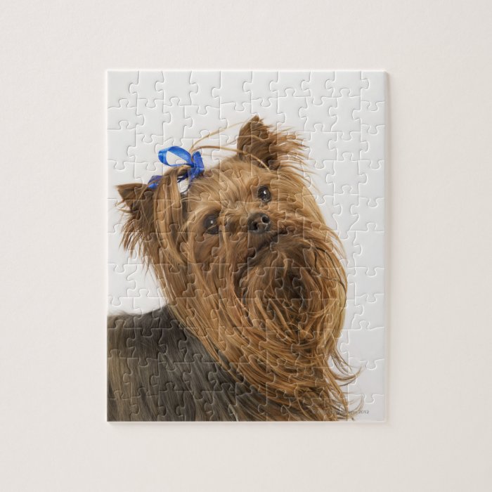 Yorkshire Terrier / Yorkie. Lively breed of Jigsaw Puzzles