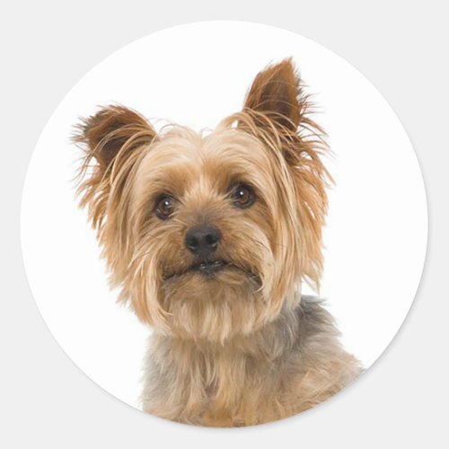 Yorkshire Terrier Yorkie Love Puppy Dog Mom Dad Classic Round Sticker