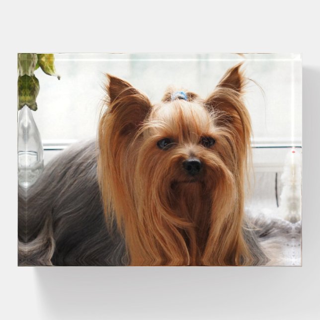 Yorkshire Terrier Yorkie Puppy Dog Paperweight (Front)