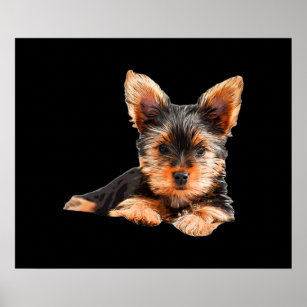  Poster of Yorkie, Yorkshire Terrier High Fashion