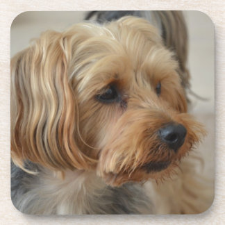 Yorkshire Terrier Zac Beverage Coaster