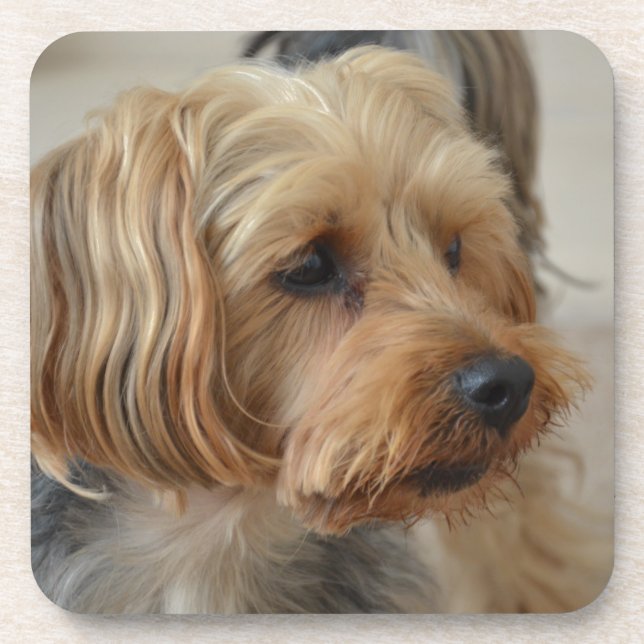 Yorkshire Terrier Zac Beverage Coaster (Front)