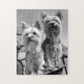 Yorkshire Terriers  Black And White  Jigsaw Puzzle by artinphotography at Zazzle