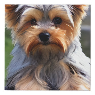 Yorkshire Terriers, or “Yorkies” as They are Affec Faux Canvas Print