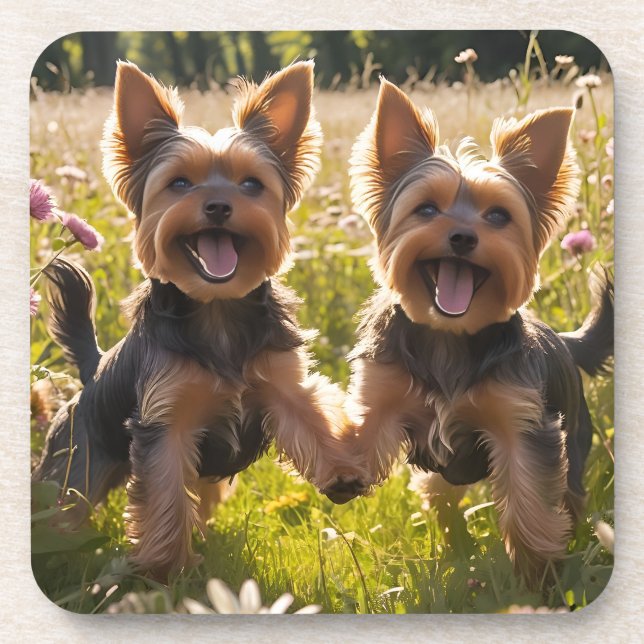 Yorkshire Terriers Playing in the Grass Beverage Coaster (Front)
