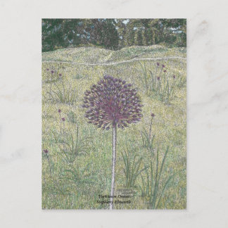 Yorktown Onion Postcard