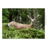 Yosemite Deer Nature Animal Photography