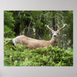 Yosemite Deer Nature Animal Photography Poster