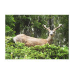 Yosemite Deer Nature Photography Canvas Print