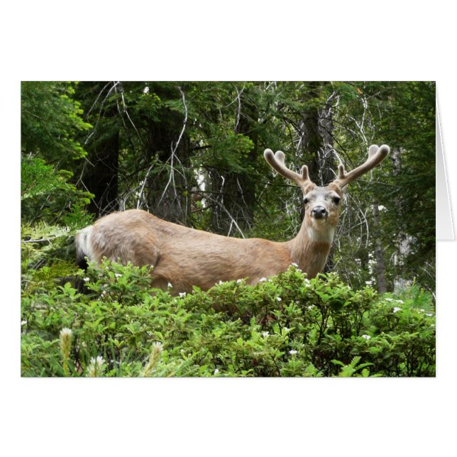 Yosemite Deer Nature Photography Cards (Front Horizontal)