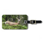 Yosemite Deer Nature Photography Luggage Tag