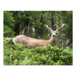 Yosemite Deer Nature Photography Photo Print