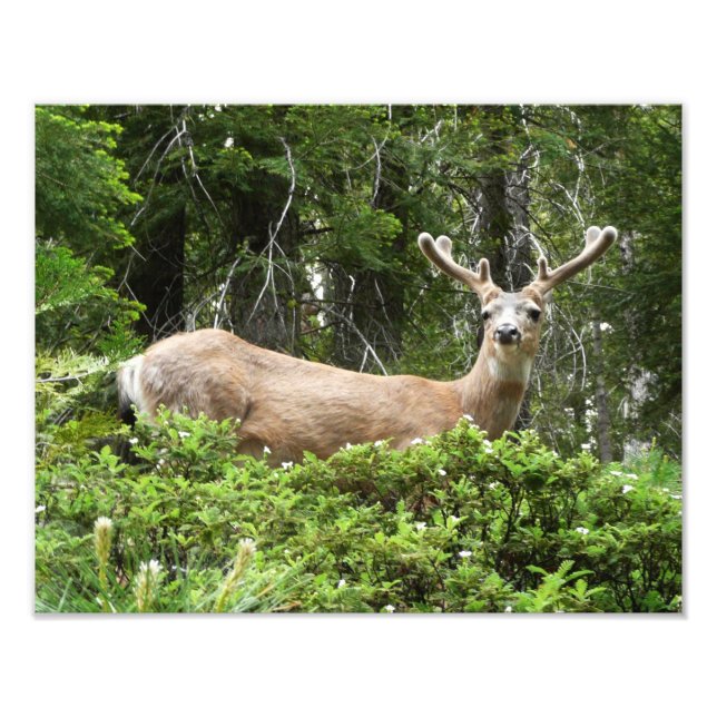 Yosemite Deer Nature Photography Photo Print (Front)