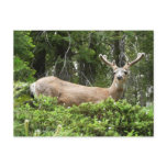 Yosemite Deer Nature Photography Postcard