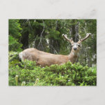Yosemite Deer Nature Photography Postcard