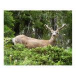 Yosemite Deer Nature Photography Poster